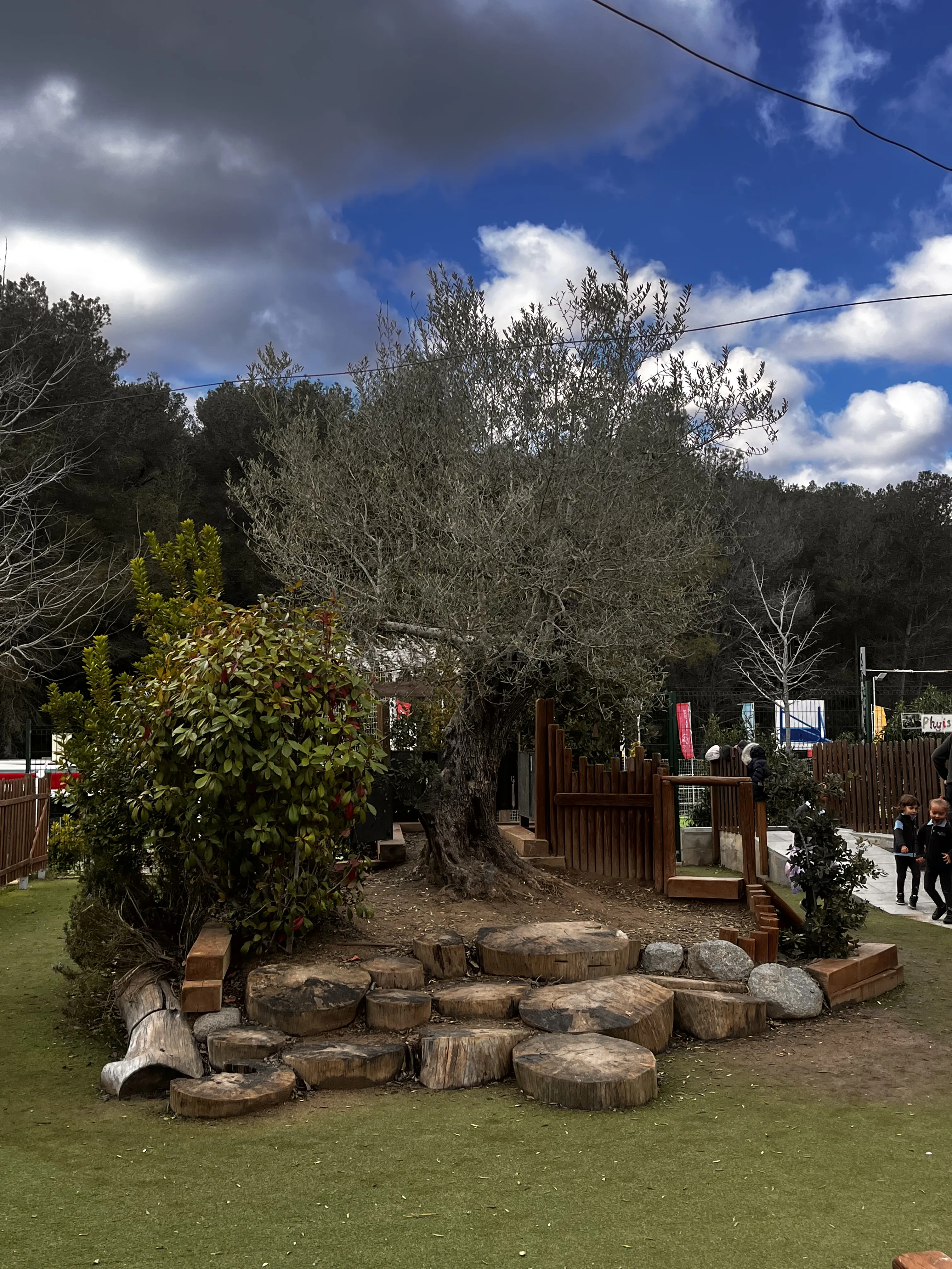 Olive Tree Playground